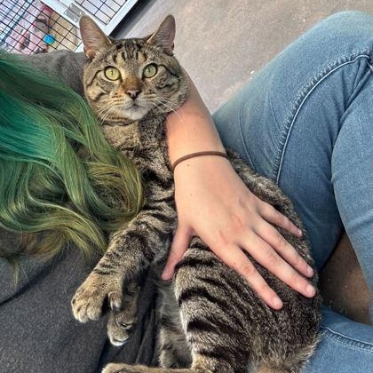 Enlarge DUSTY, an adopted mixed breed in Fernandina Beach, FL image 2/3