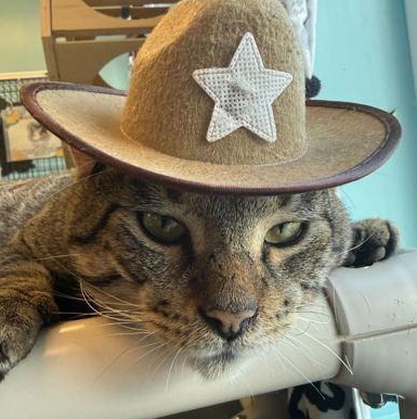 Enlarge DUSTY, an adopted mixed breed in Fernandina Beach, FL image 3/3