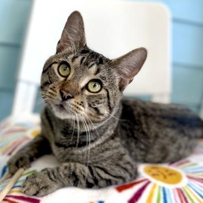 Enlarge DUSTY, an adopted mixed breed in Fernandina Beach, FL image 1/3