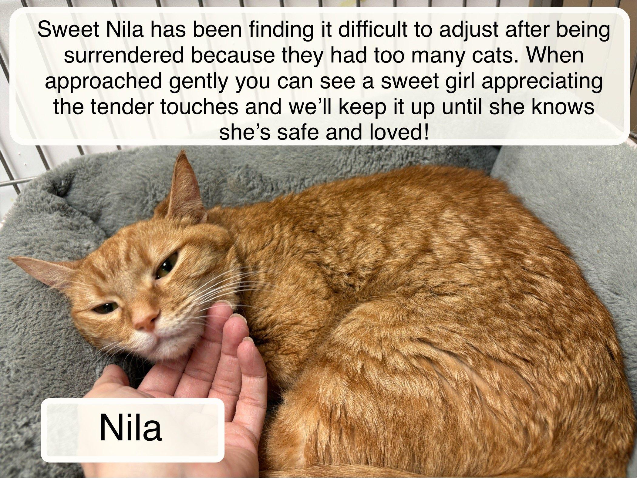 Enlarge Nila, a Adoptable Domestic Short Hair in Ellicott City, MD image 1/1