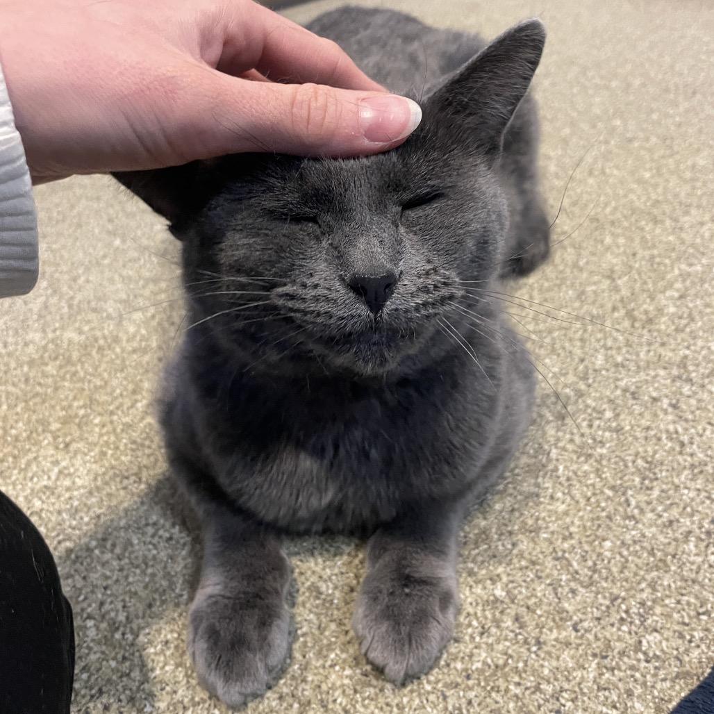 Origami, Adoptable, Adult Female Domestic Short Hair.