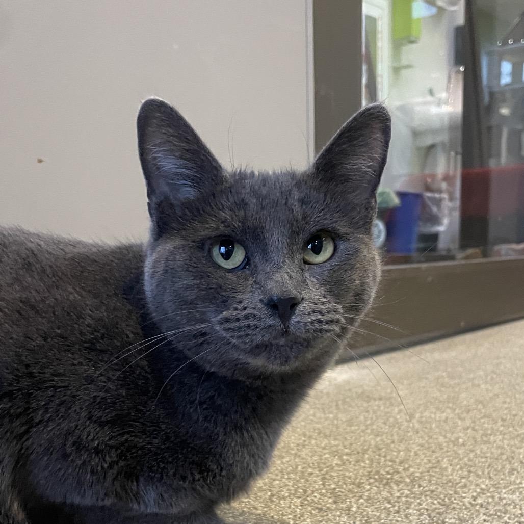 Enlarge Origami, a Adoptable Domestic Short Hair in Chicago, IL image 2/5