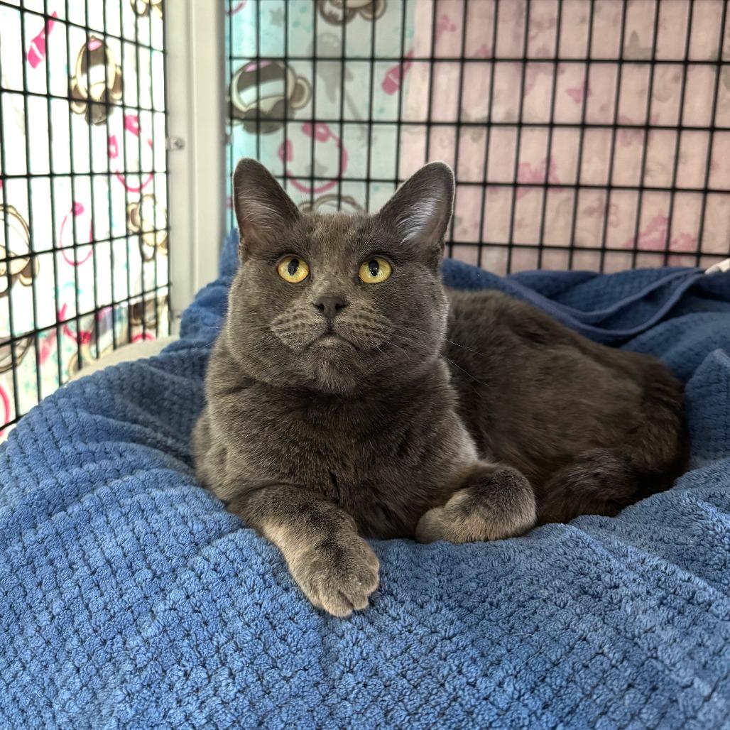 Enlarge Origami, a Adoptable Domestic Short Hair in Chicago, IL image 3/5