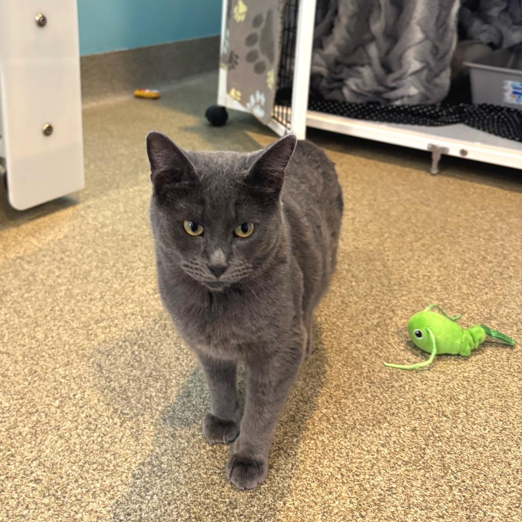 Enlarge Origami, a Adoptable Domestic Short Hair in Chicago, IL image 4/5