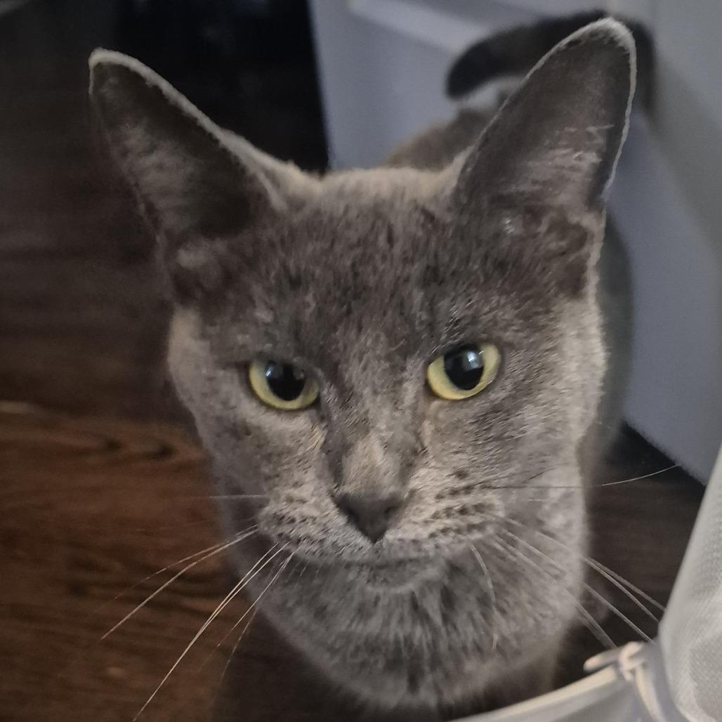 Enlarge Origami, a Adoptable Domestic Short Hair in Chicago, IL image 5/5