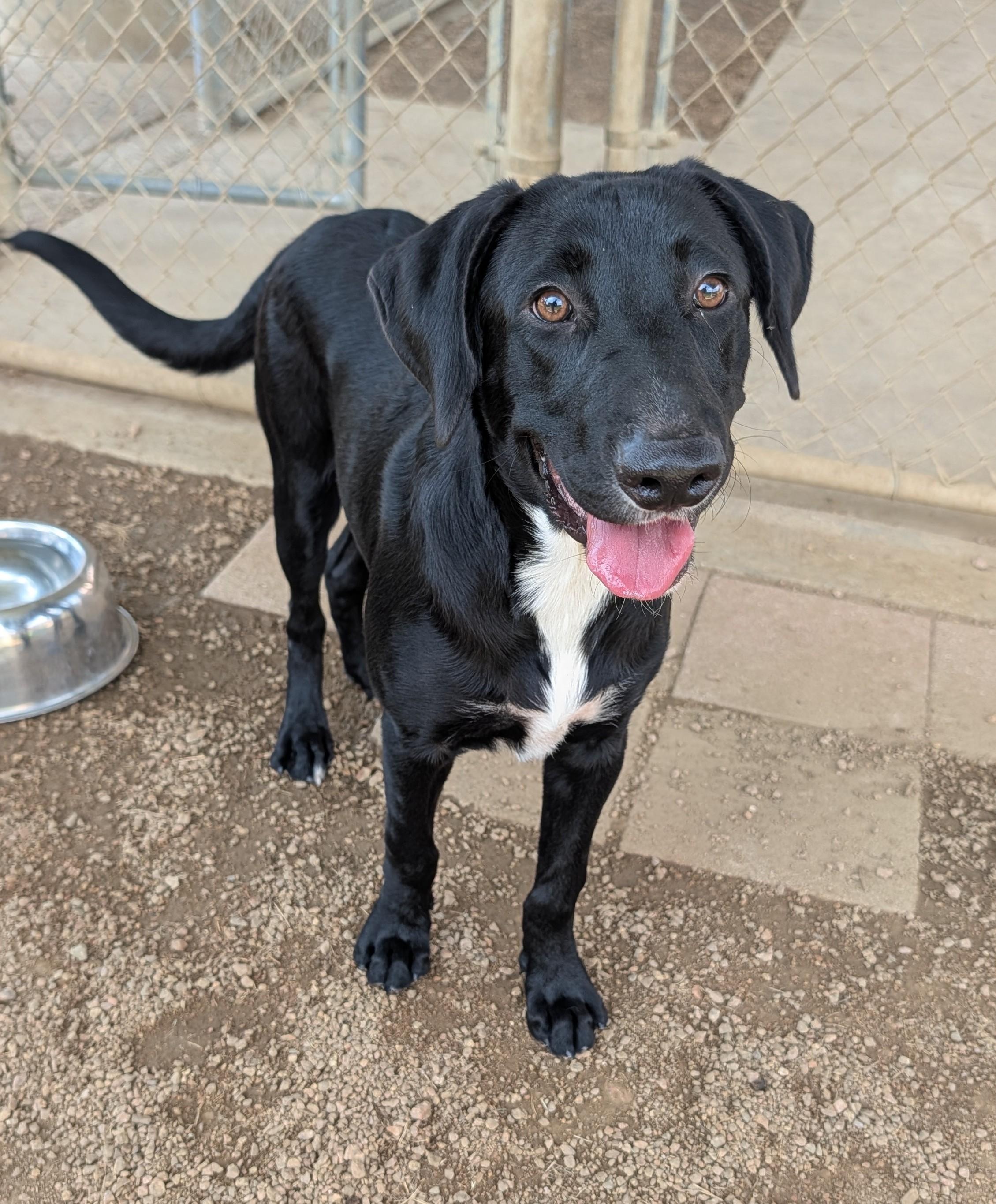 Enlarge Lyric A219229 VIP, a Adoptable mixed breed in Plano, TX image 2/4