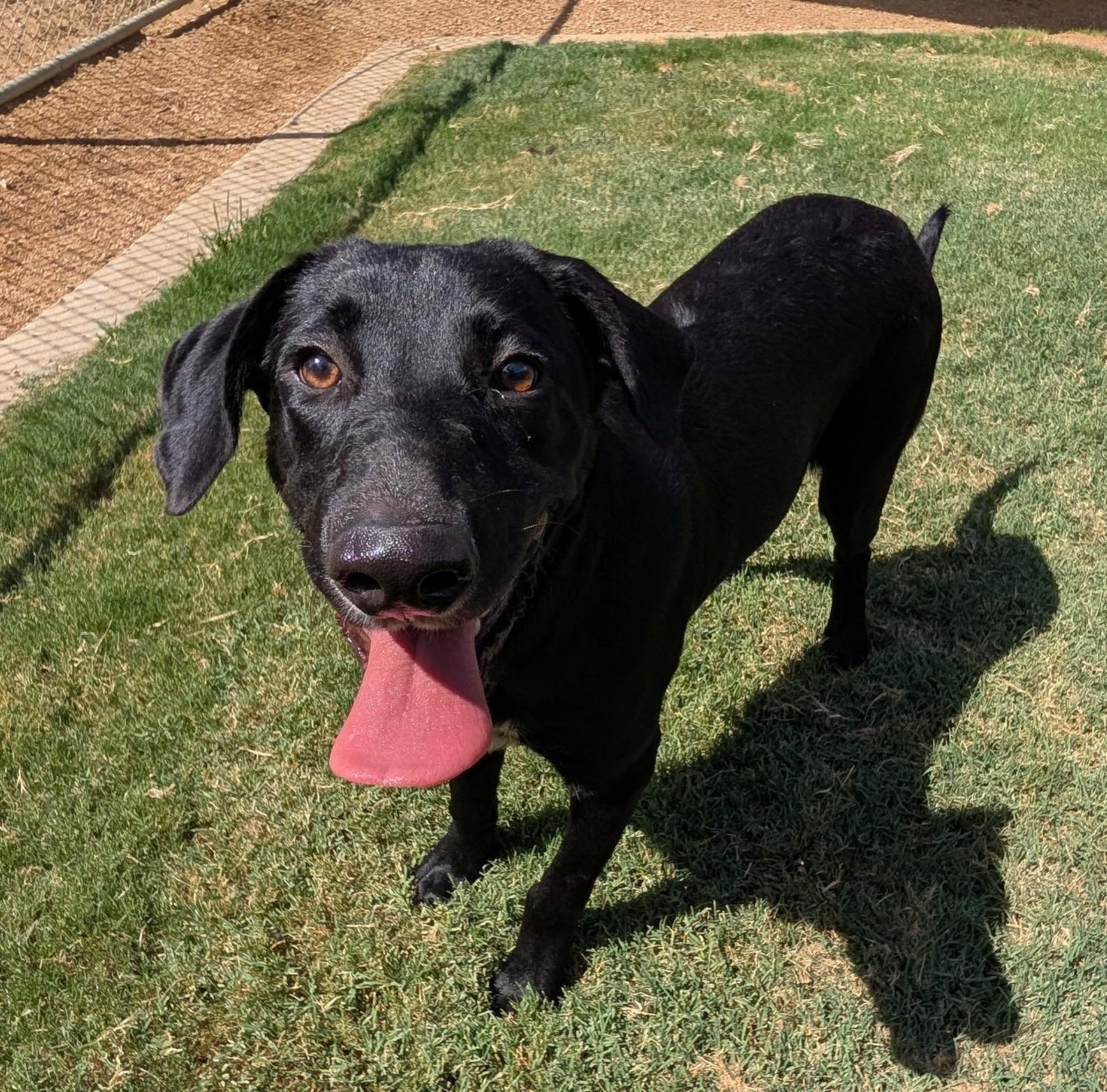 Lyric A219229 VIP, Adoptable, Young Male Labrador Retriever.