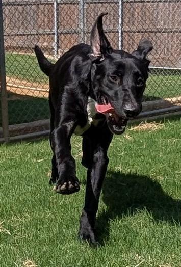 Enlarge Lyric A219229 VIP, a Adoptable mixed breed in Plano, TX image 4/4