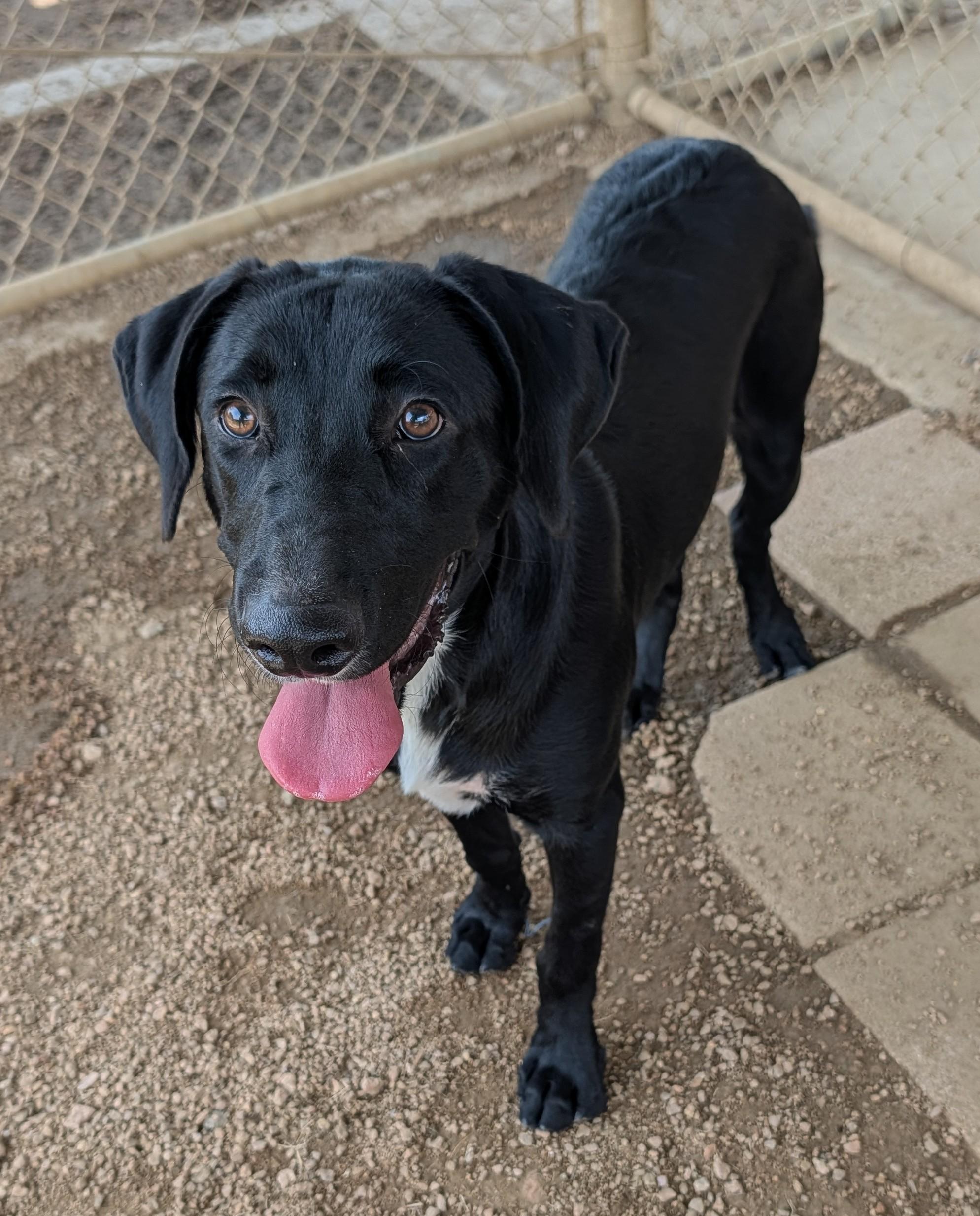 Enlarge Lyric A219229 VIP, a Adoptable mixed breed in Plano, TX image 3/4
