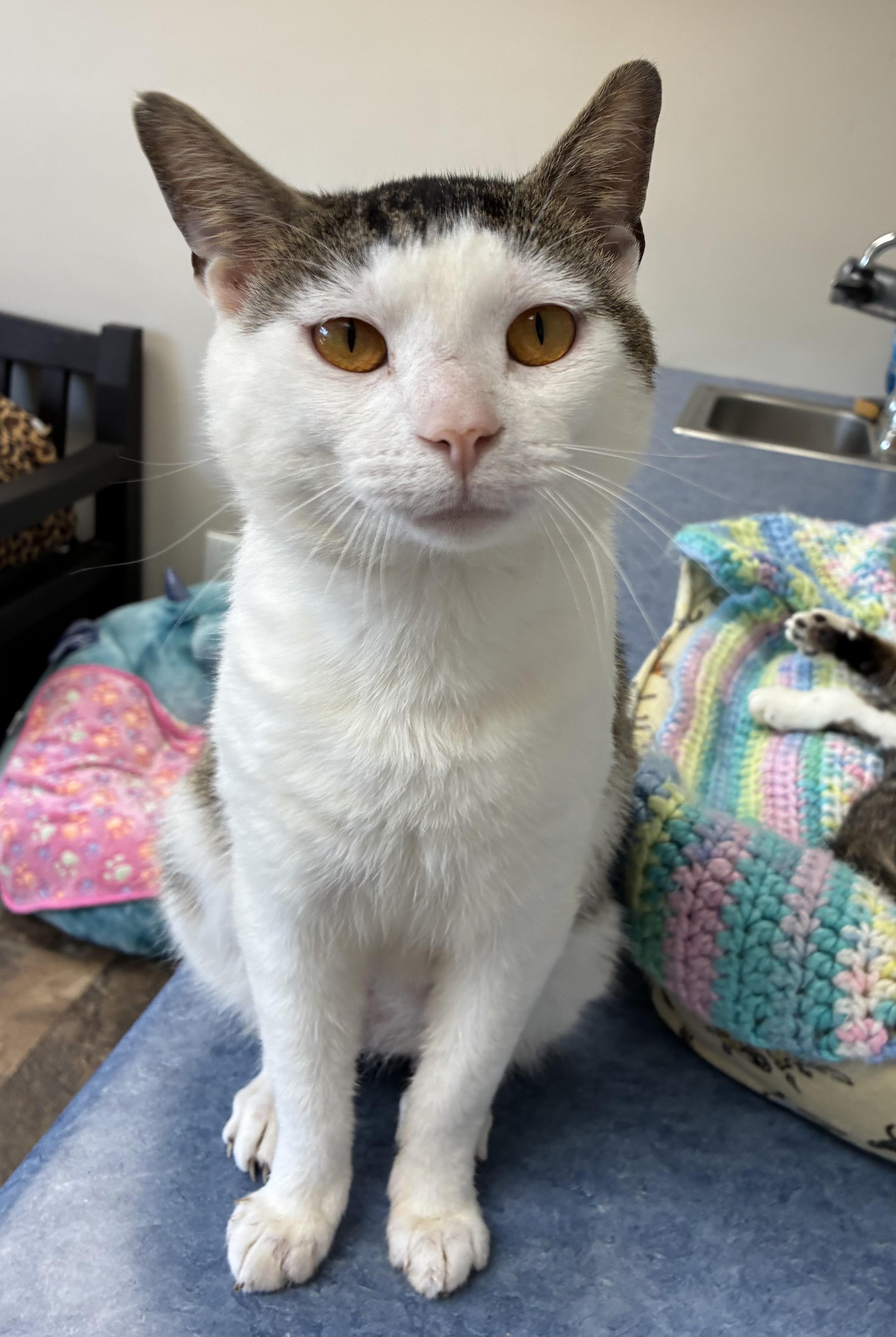 Cyrus (FIV+), Adoptable, Adult Male Domestic Short Hair.