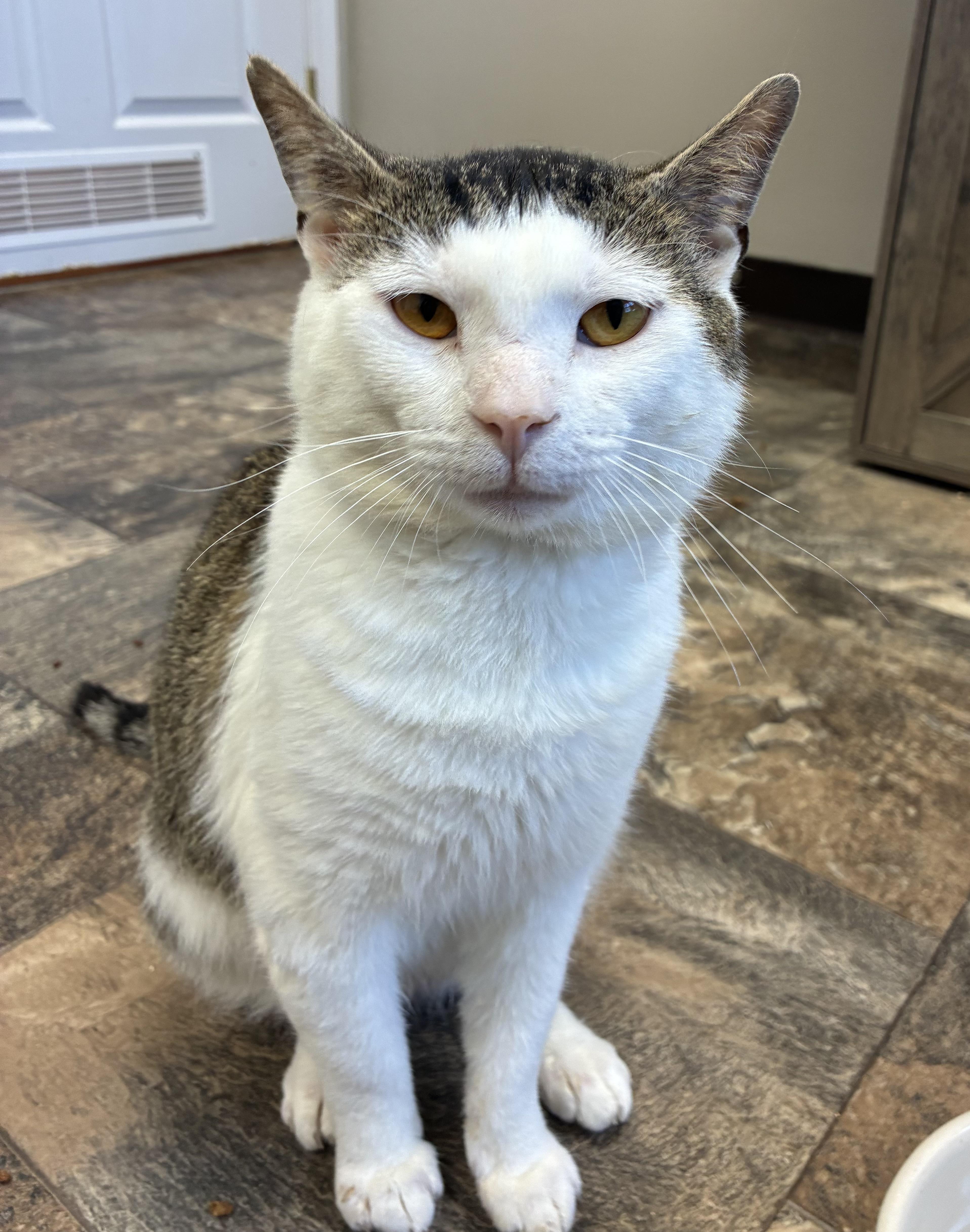 Enlarge Cyrus (FIV+), a Adoptable Domestic Short Hair in Breinigsville, PA image 3/3