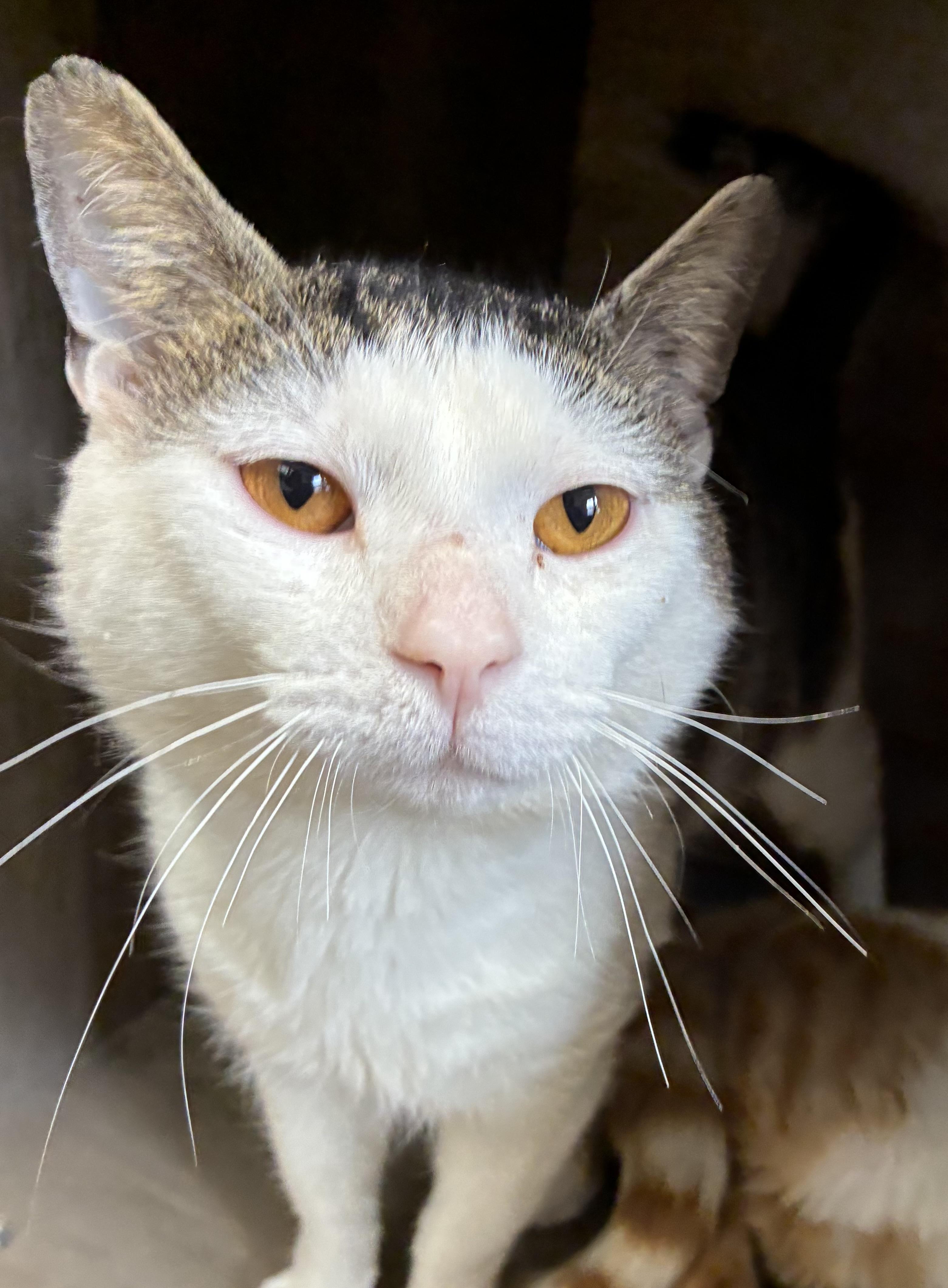 Enlarge Cyrus (FIV+), a Adoptable Domestic Short Hair in Breinigsville, PA image 2/3