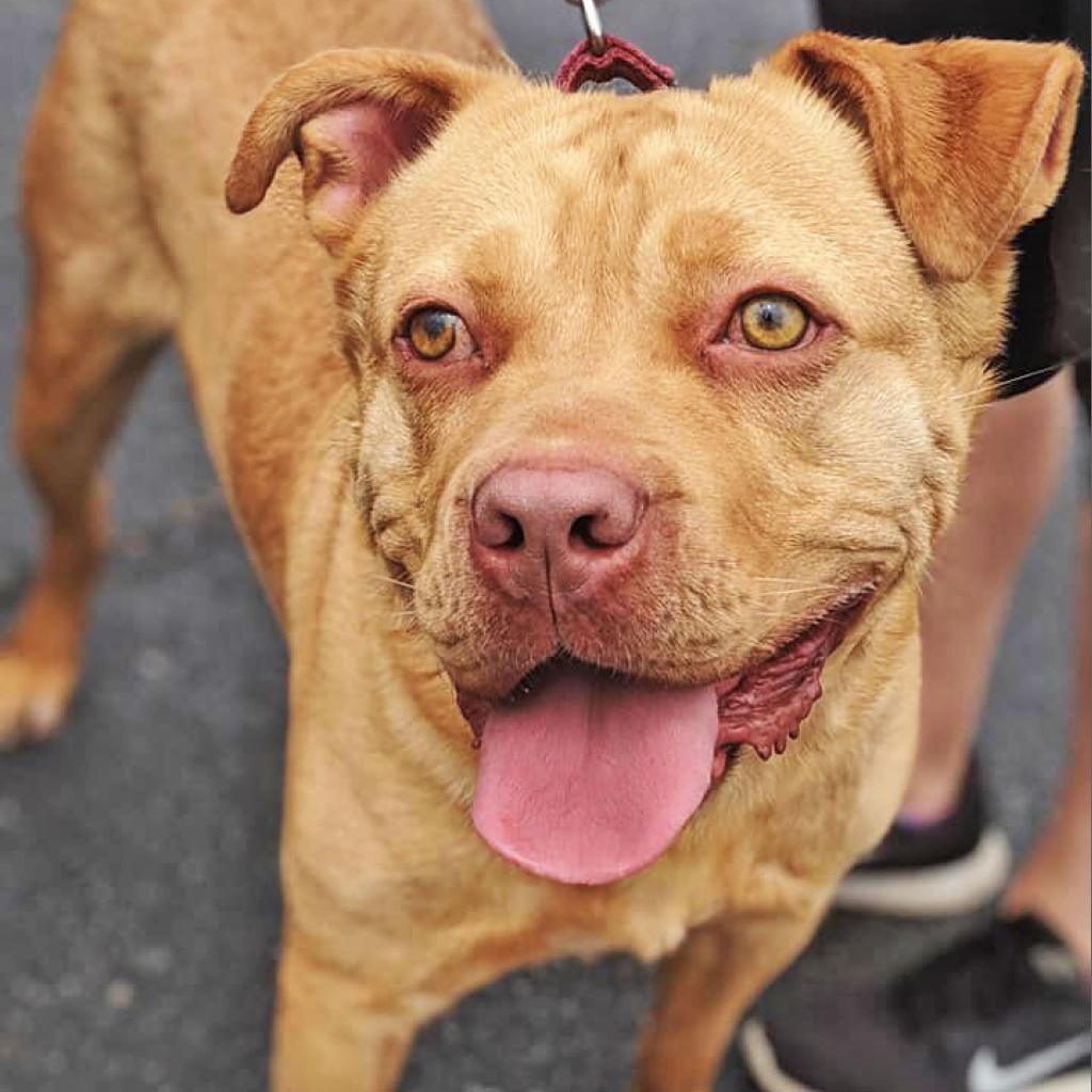 Chico — thumbnail 2