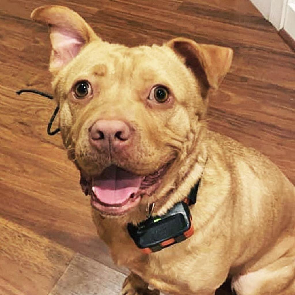 Chico — thumbnail 4