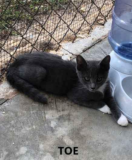 Toe, Adopted, Young Female Domestic Short Hair.