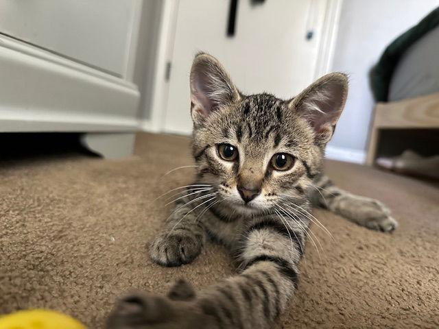 Enlarge Norman Edwards, a Adoptable Domestic Short Hair in Kansas City, MO image 1/3