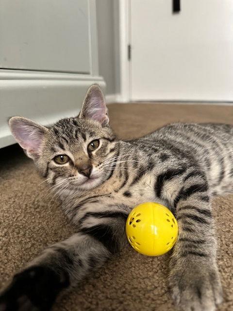 Enlarge Norman Edwards, a Adoptable Domestic Short Hair in Kansas City, MO image 2/3