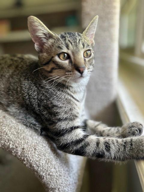 Enlarge Norman Edwards, a Adoptable Domestic Short Hair in Kansas City, MO image 3/3