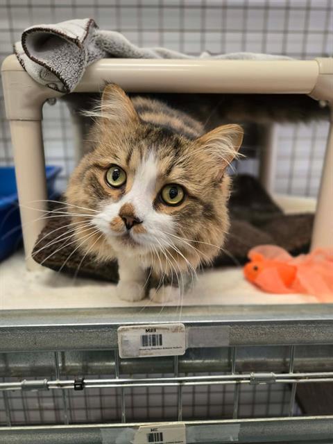 TOM, Adoptable, Adult Male Domestic Medium Hair.
