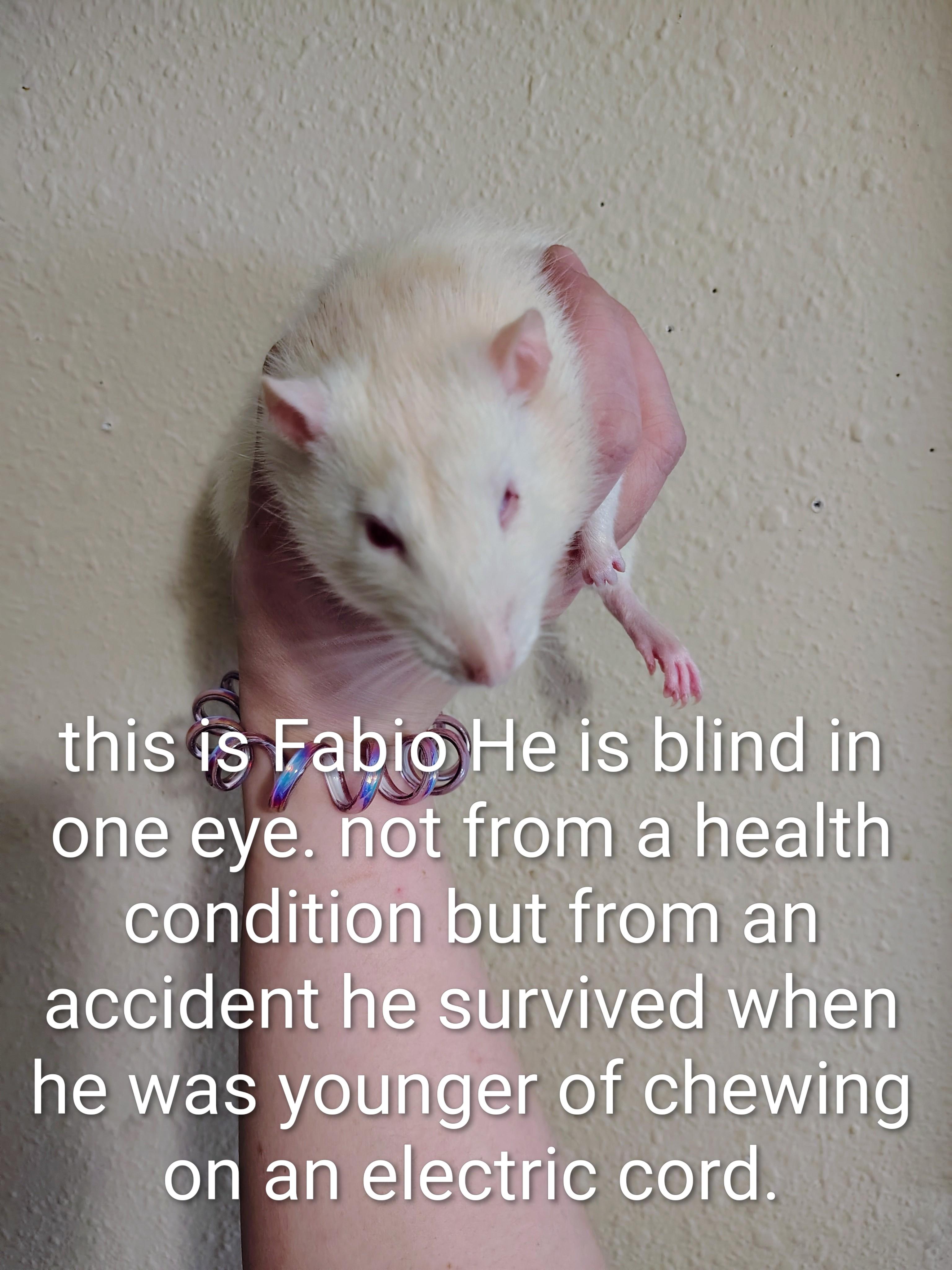 **COURTESY LISTING** Fabio, ADOPTABLE, Adult Male Rat.