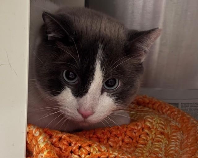 ROCKY, Adoptable, Adult Male Snowshoe & Domestic Short Hair.