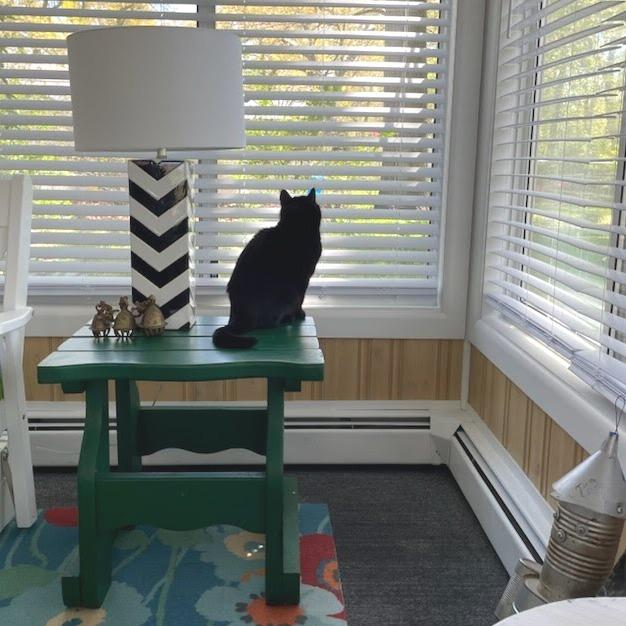 Elevator, a Adoptable Domestic Short Hair in West Olive, MI image 1/6
