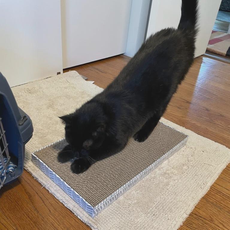 Elevator, a Adoptable Domestic Short Hair in West Olive, MI image 2/6