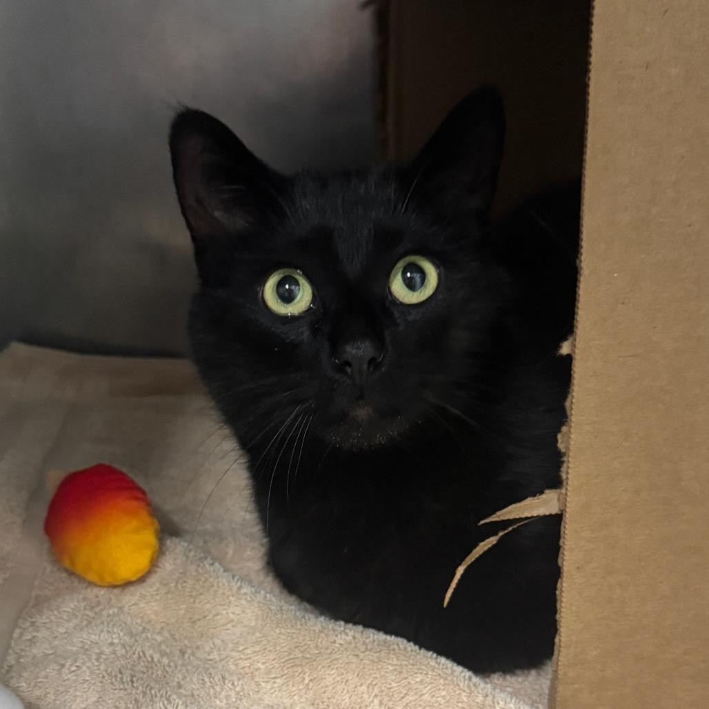Elevator, a Adoptable Domestic Short Hair in West Olive, MI image 3/6