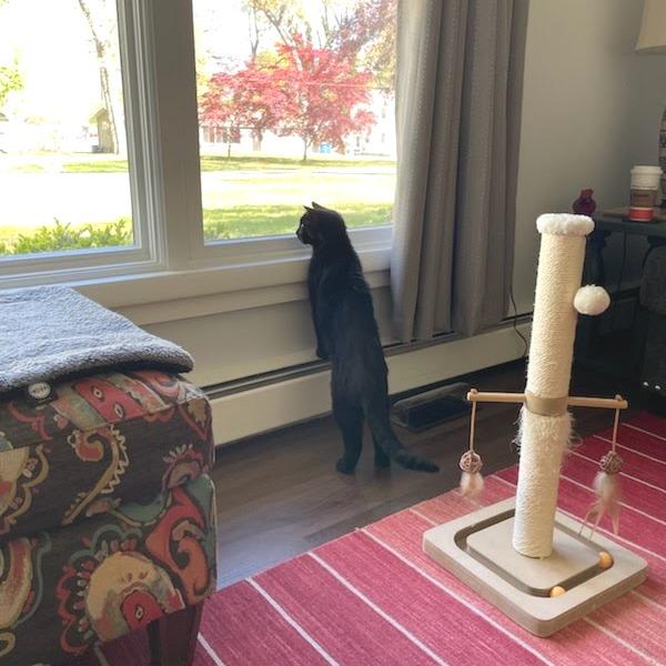 Elevator, a Adoptable Domestic Short Hair in West Olive, MI image 4/6