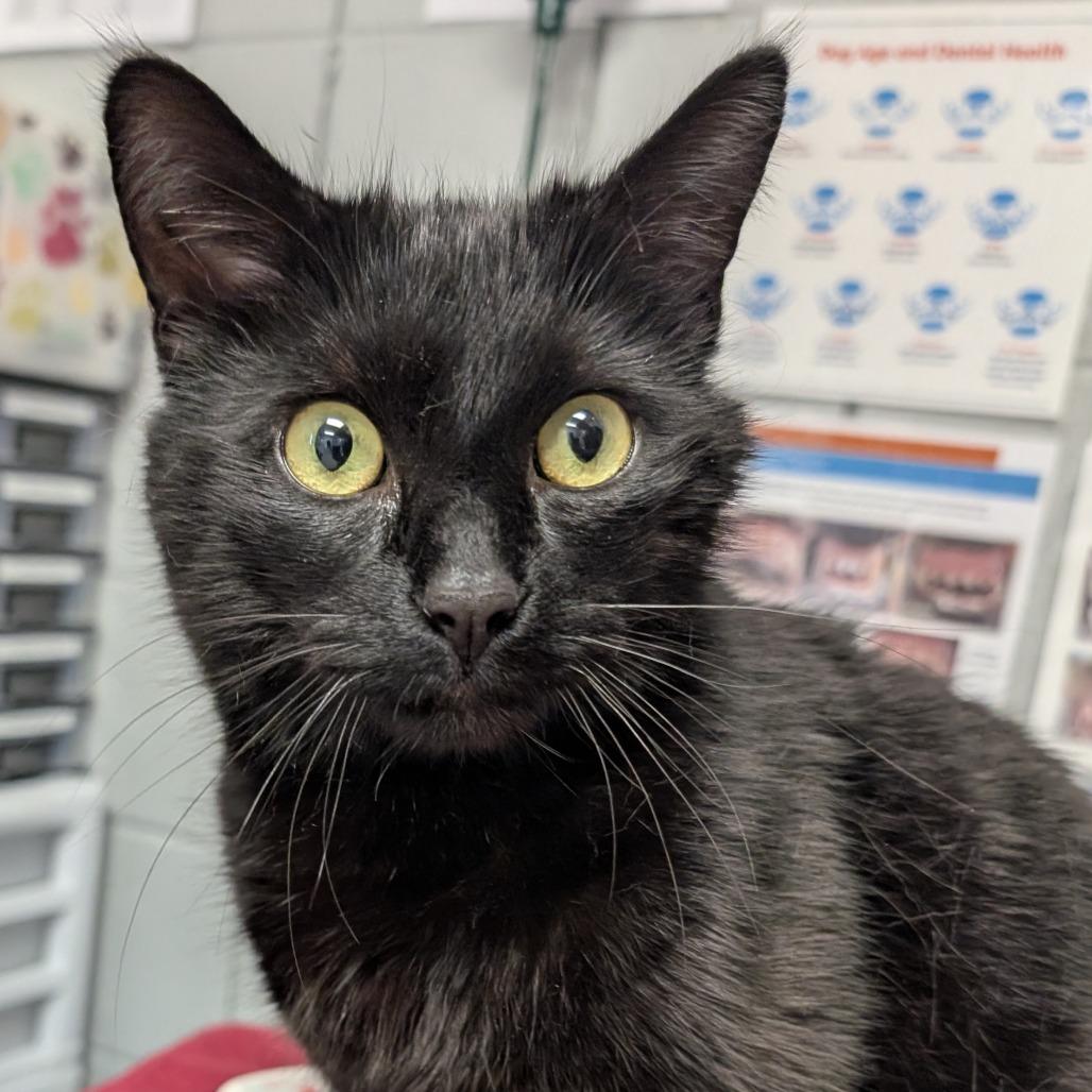 Elevator, a Adoptable Domestic Short Hair in West Olive, MI image 5/6