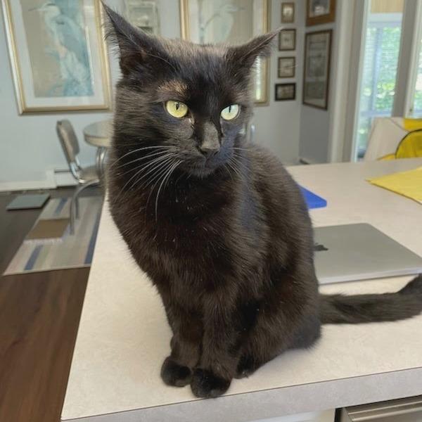 Elevator, a Adoptable Domestic Short Hair in West Olive, MI image 6/6