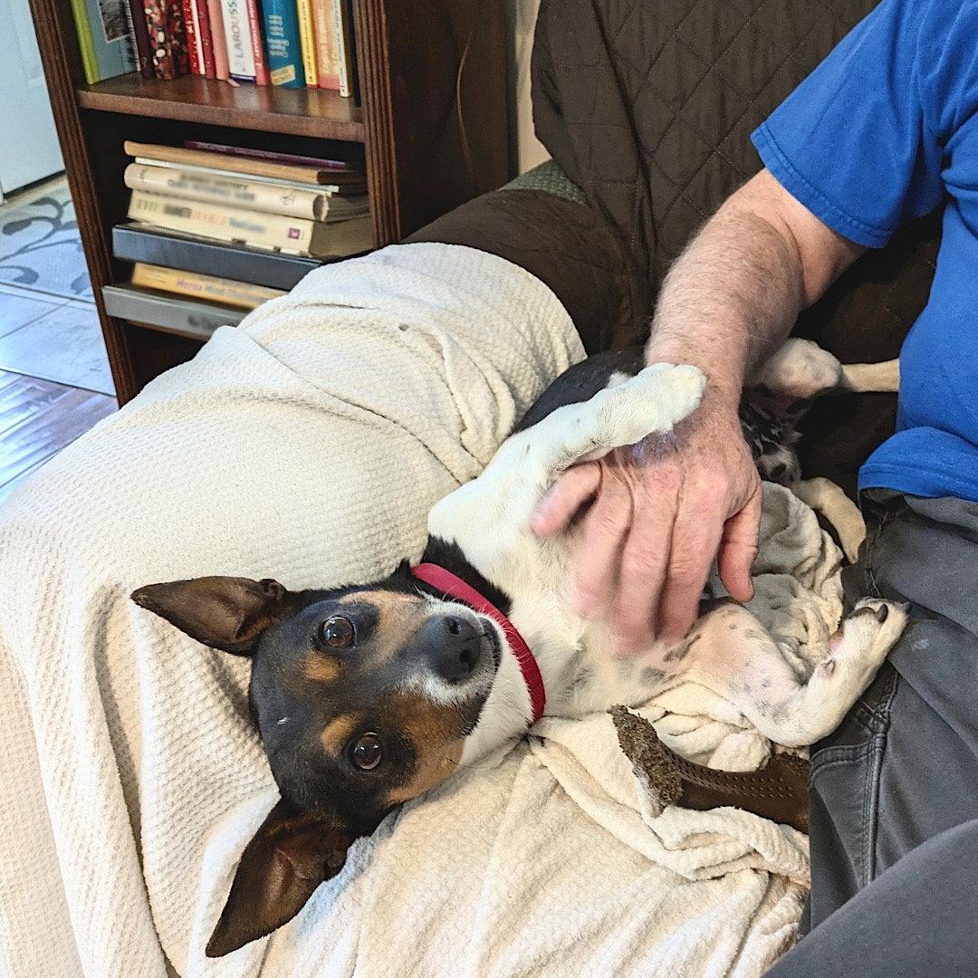 Pepper Jack (TN), Adopted, Adult Male Rat Terrier.