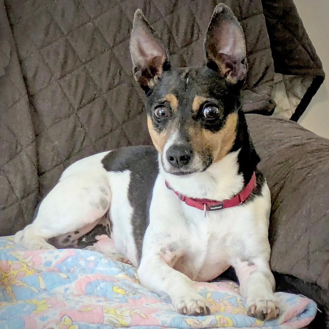 Pepper Jack (TN), a Adopted Rat Terrier in Atlanta, GA image 2/3