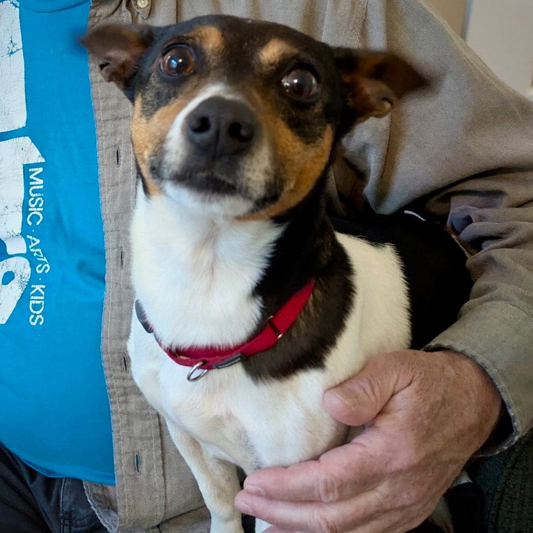 Pepper Jack (TN), a Adopted Rat Terrier in Atlanta, GA image 3/3