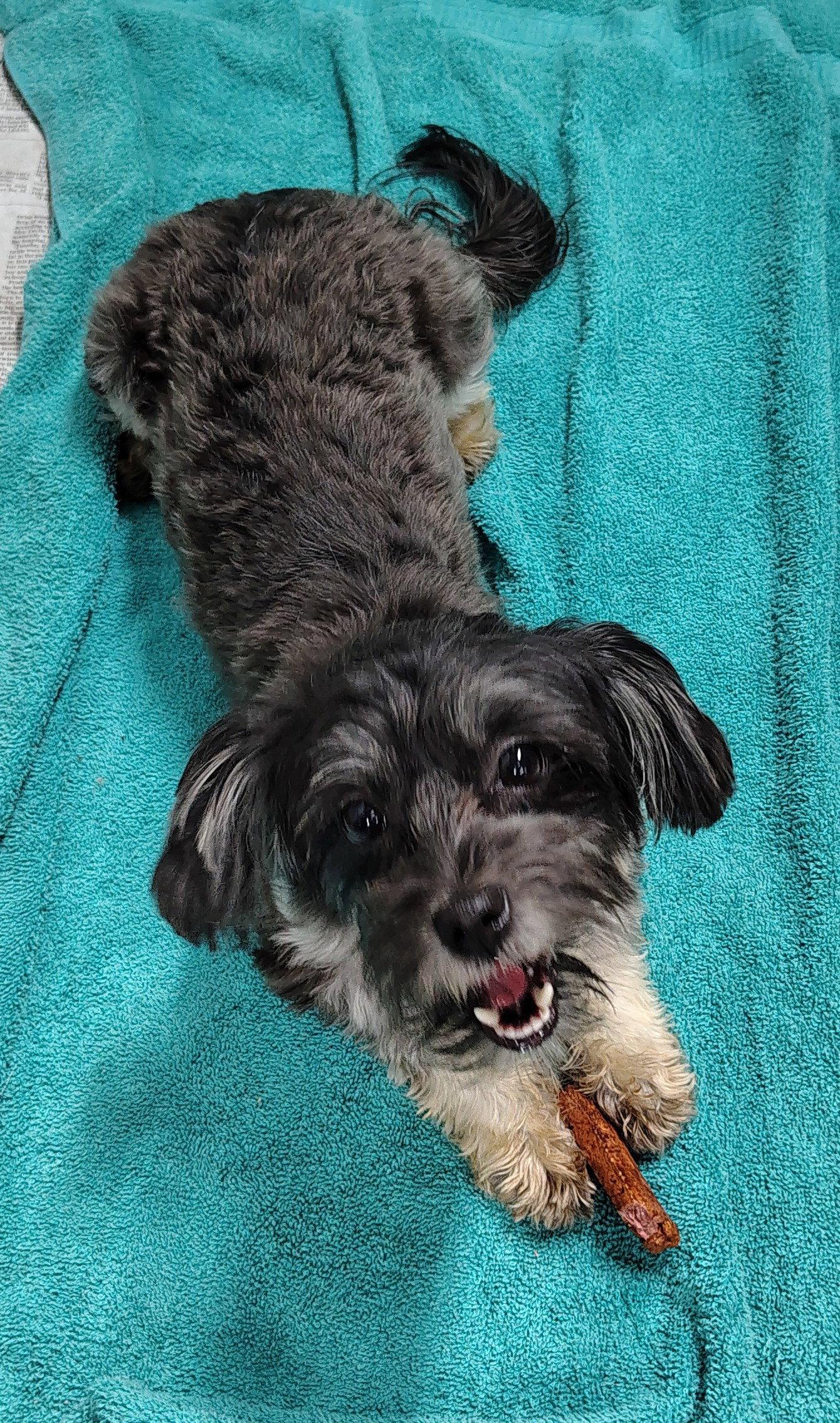 Zinnia, Adoptable, Young Female Yorkshire Terrier & Shih Tzu.