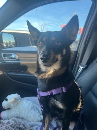 Tulip, Adoptable, Adult Female Mixed Breed & Mixed Breed.