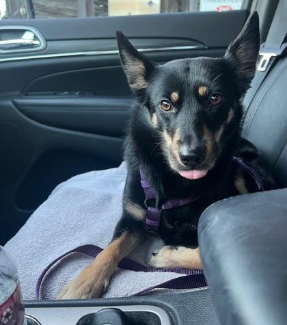 Tulip — thumbnail 2