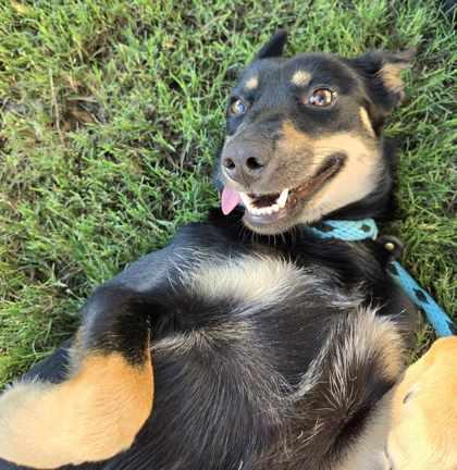 Tulip — thumbnail 3