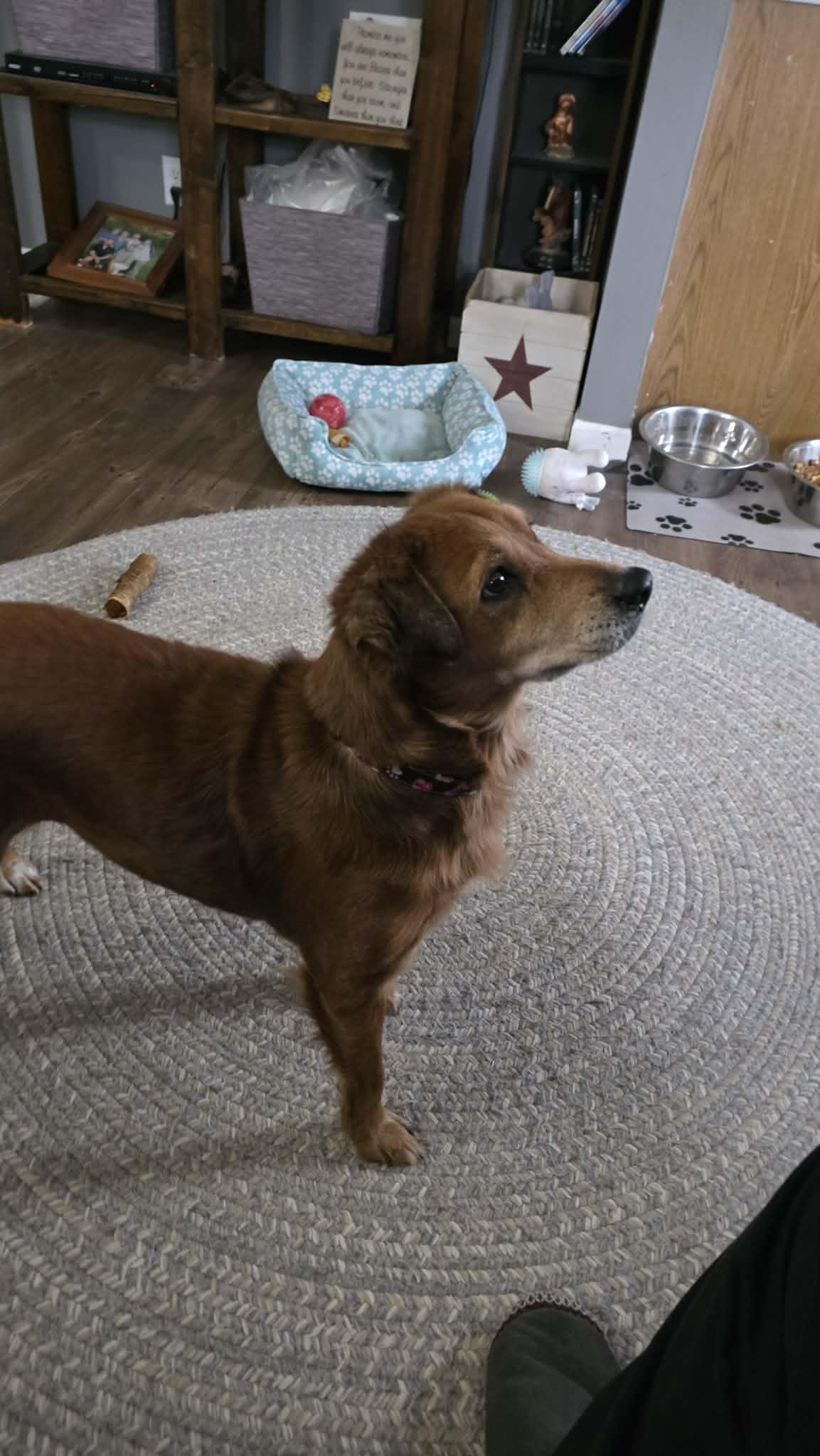 Ruby, a ADOPTABLE mixed breed in Byron, IL image 5/6