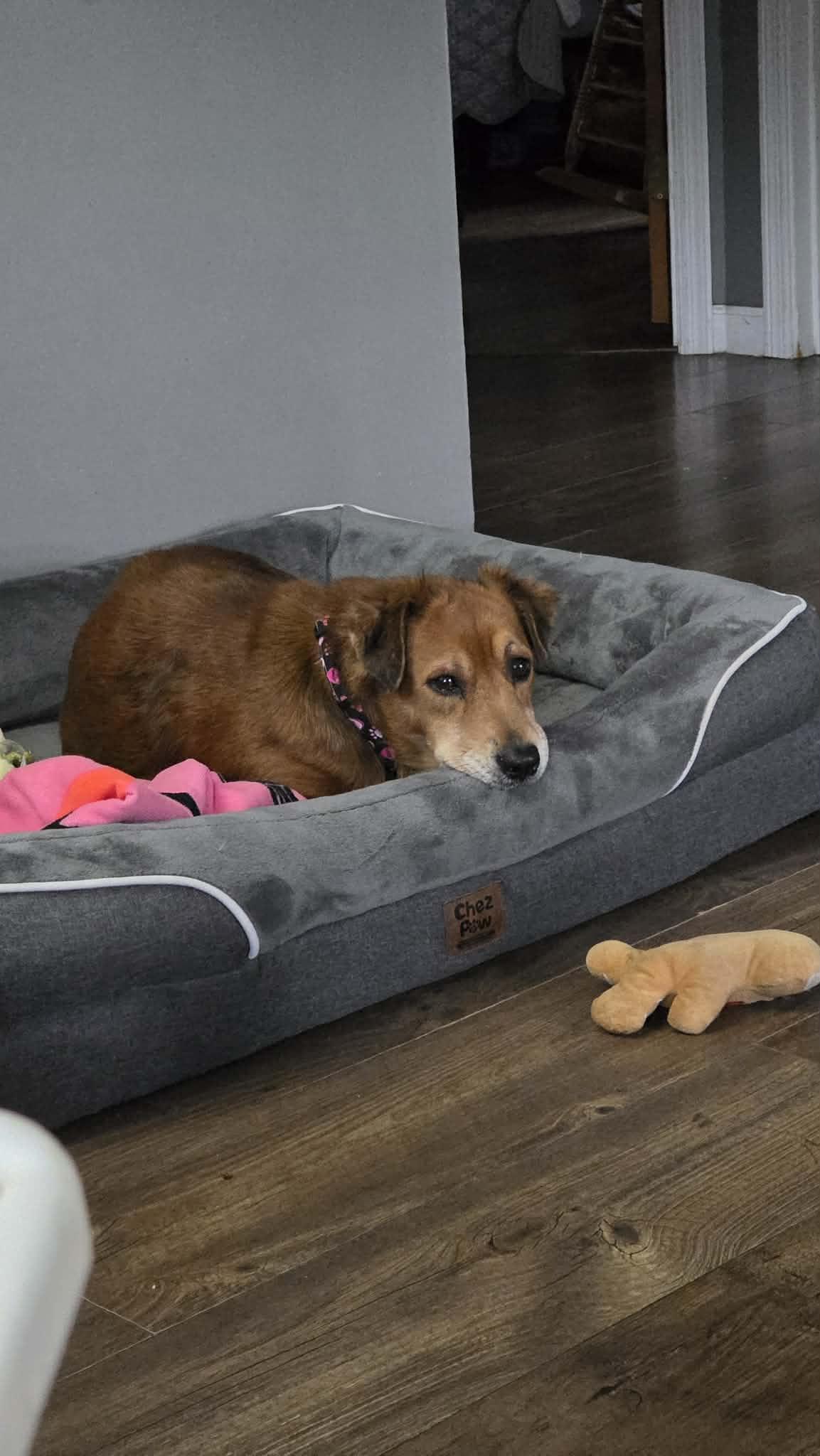 Ruby, a ADOPTABLE mixed breed in Byron, IL image 6/6