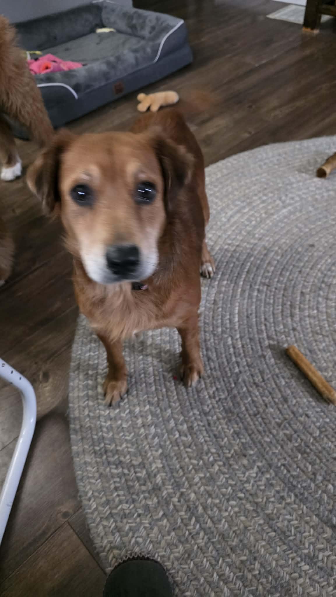 Ruby, a ADOPTABLE mixed breed in Byron, IL image 3/6