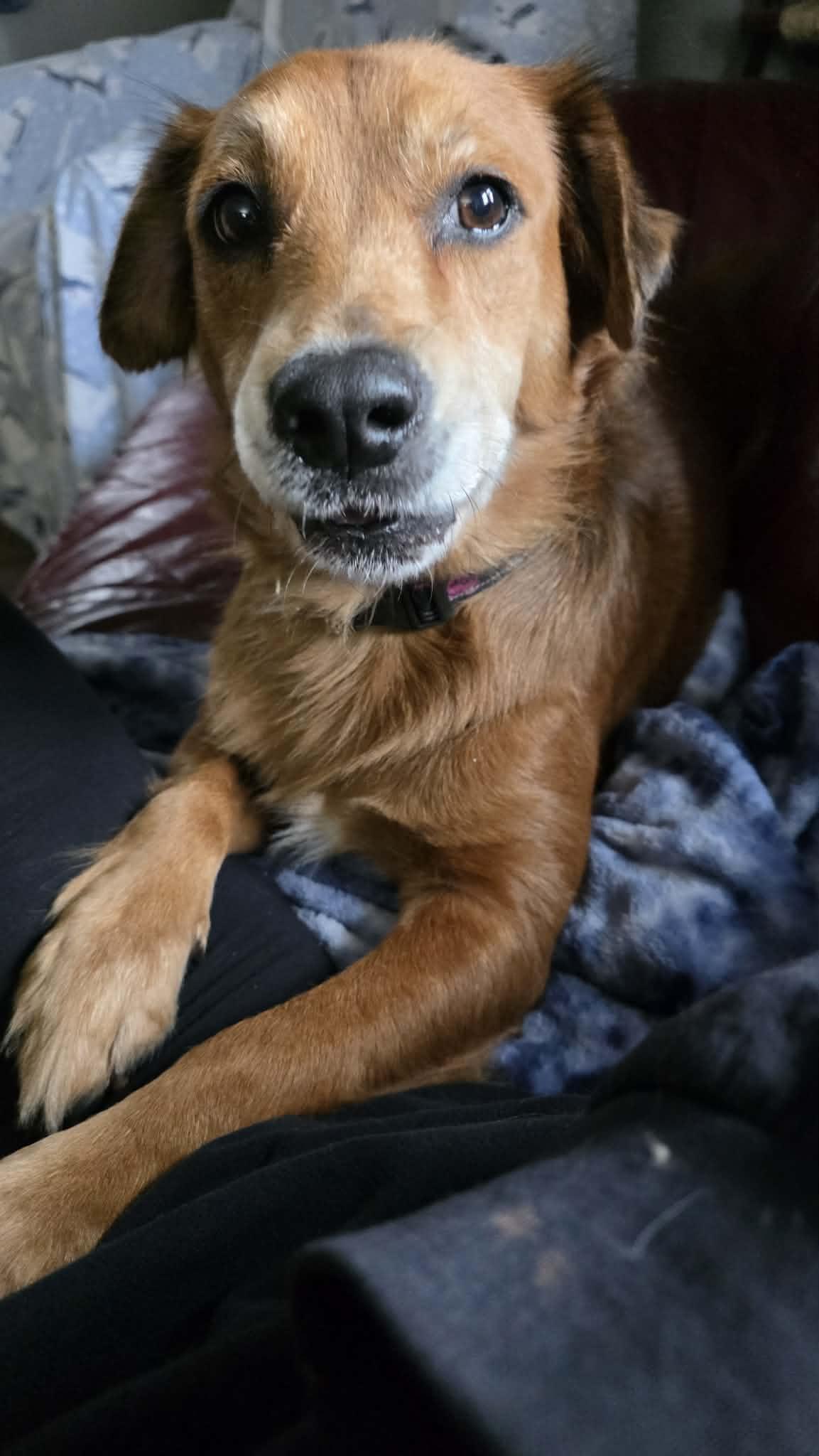 Ruby, a ADOPTABLE mixed breed in Byron, IL image 2/6