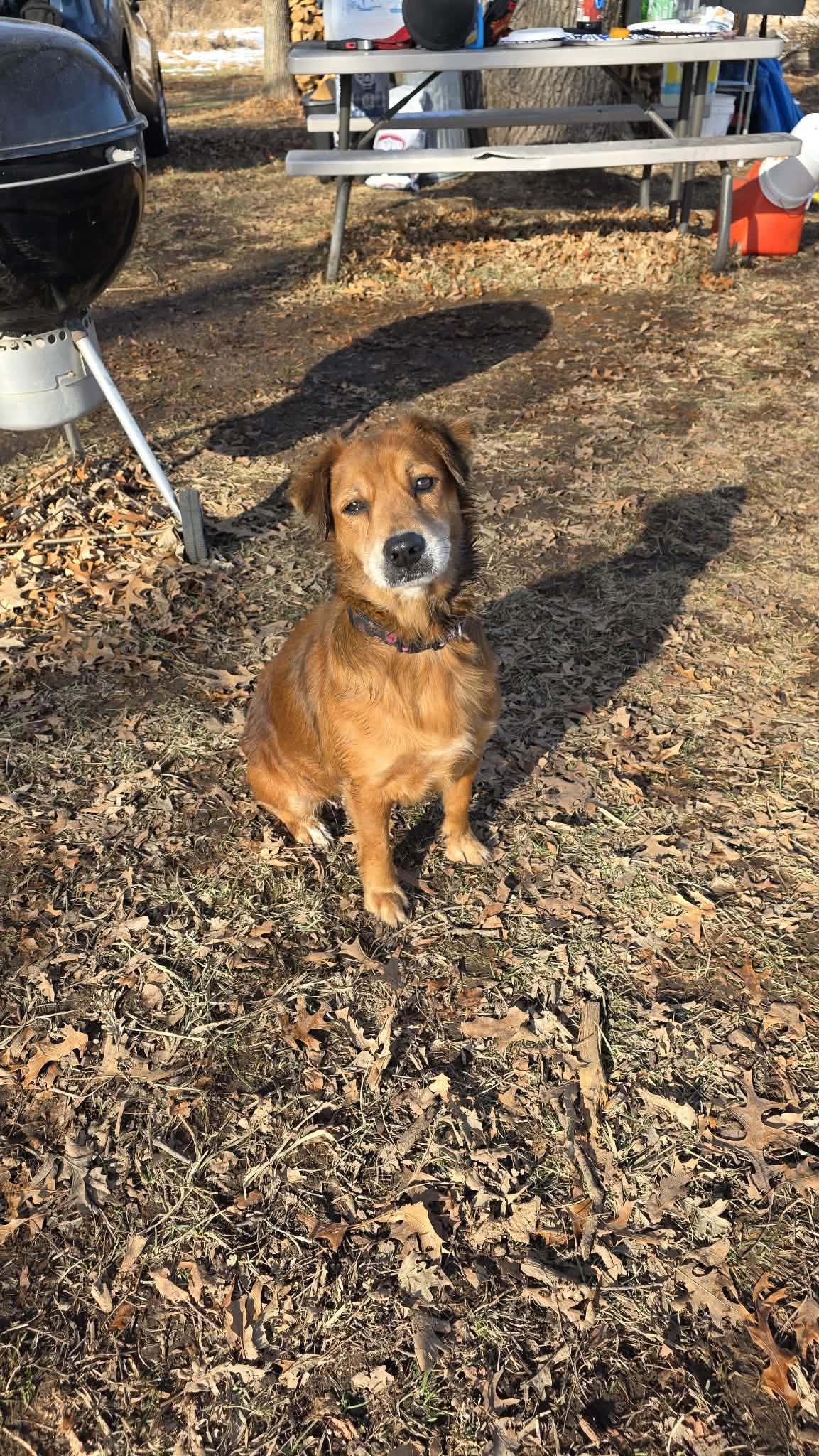 Ruby, ADOPTABLE, Senior Female Golden Retriever.