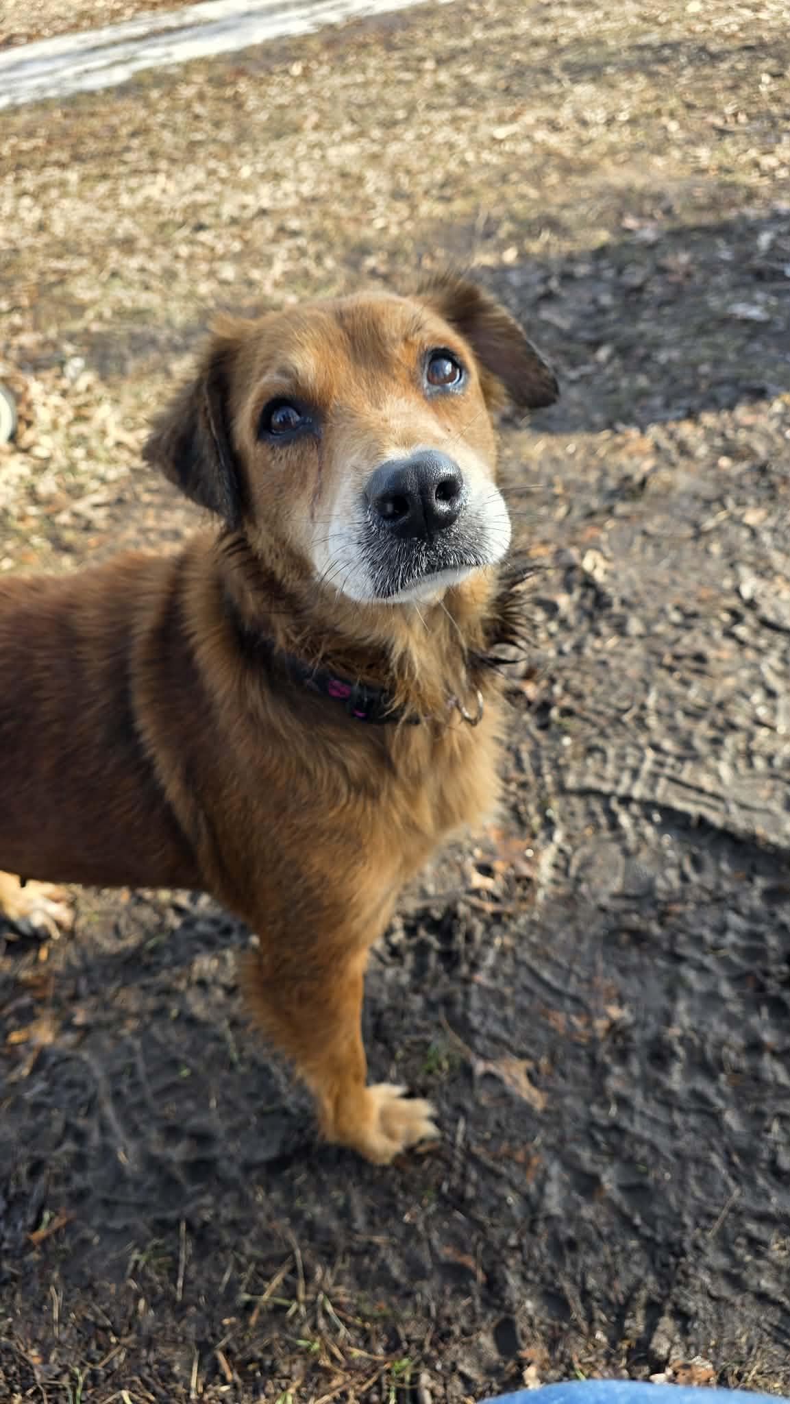 Ruby, a ADOPTABLE mixed breed in Byron, IL image 4/6