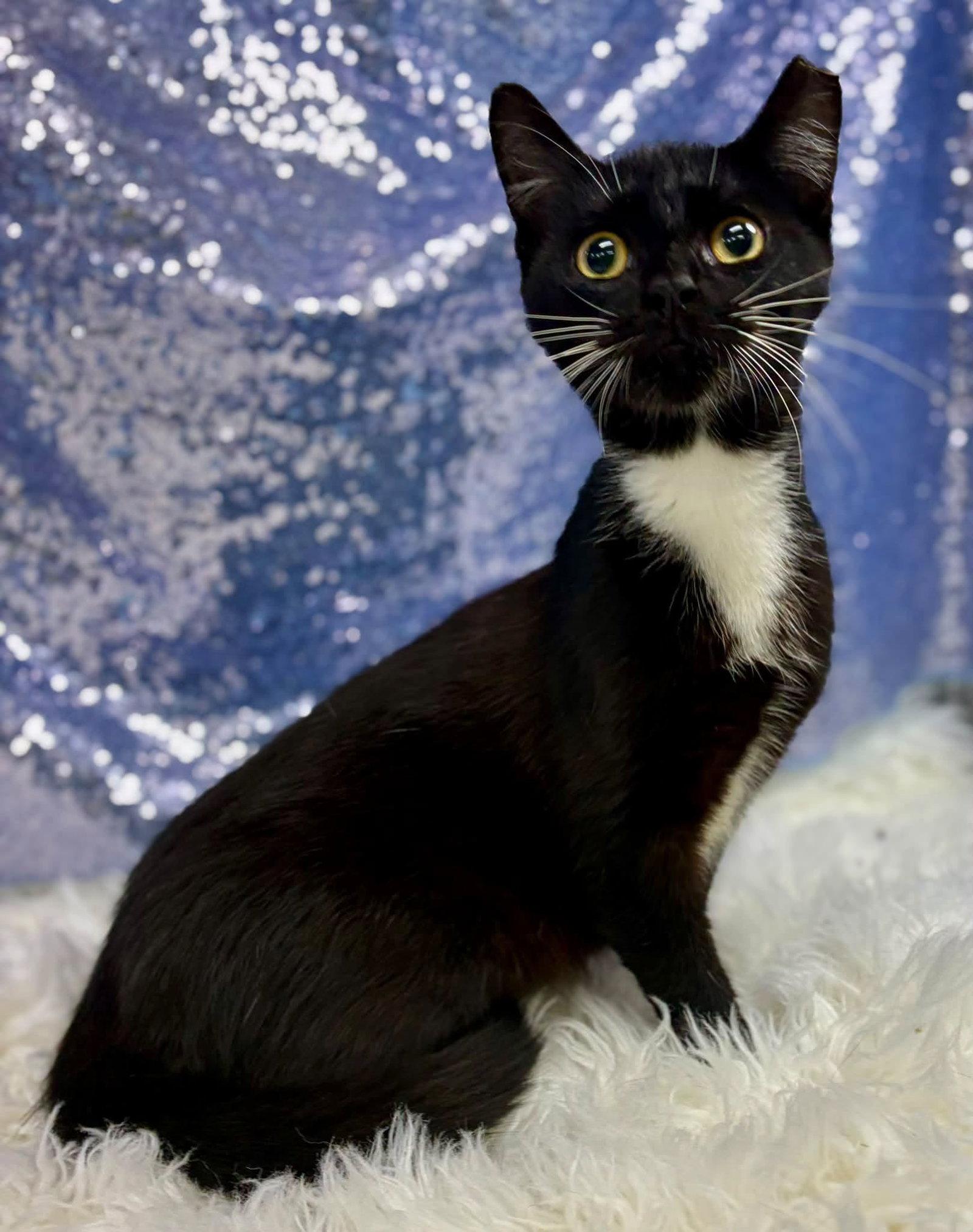 Racer, Adoptable, Adult Male Domestic Short Hair.