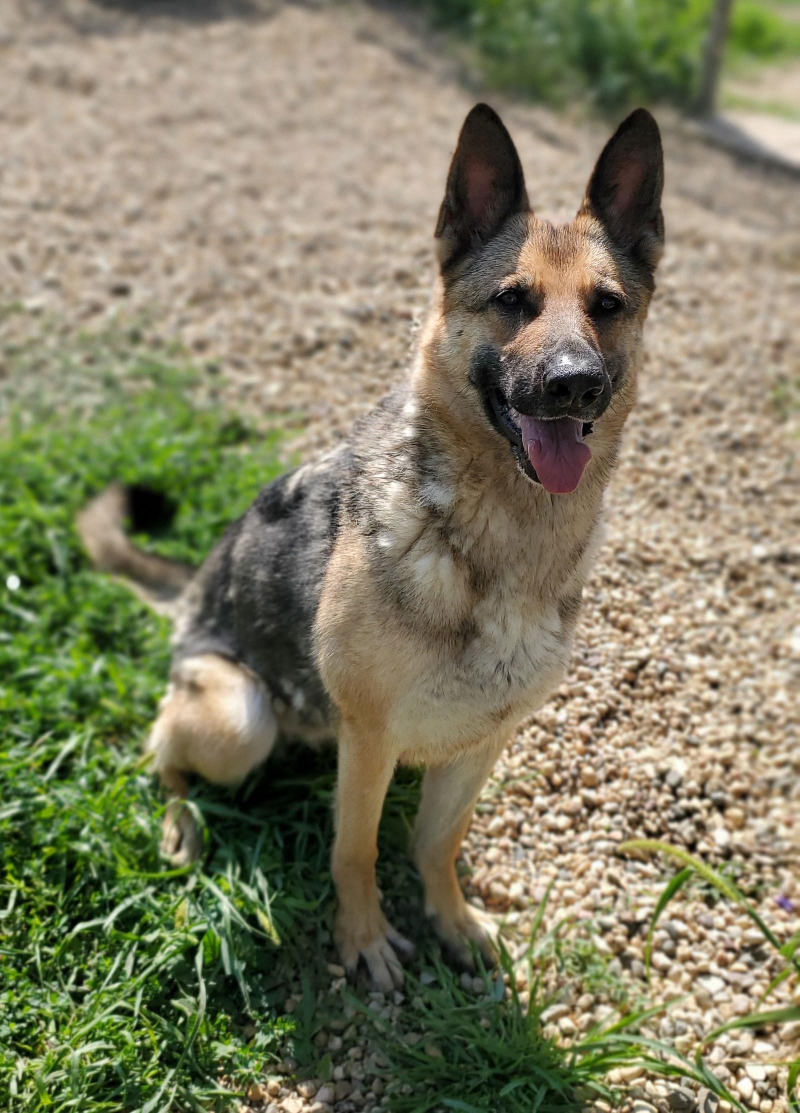 Molly Mae, a Adopted German Shepherd Dog in Estherville, IA image 3/3