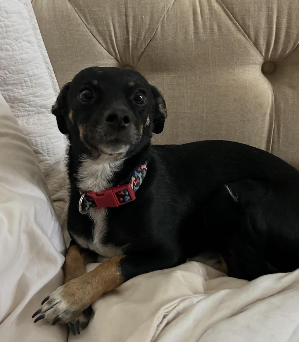 Puppy, an adopted Chihuahua in Deming, NM image 1/2