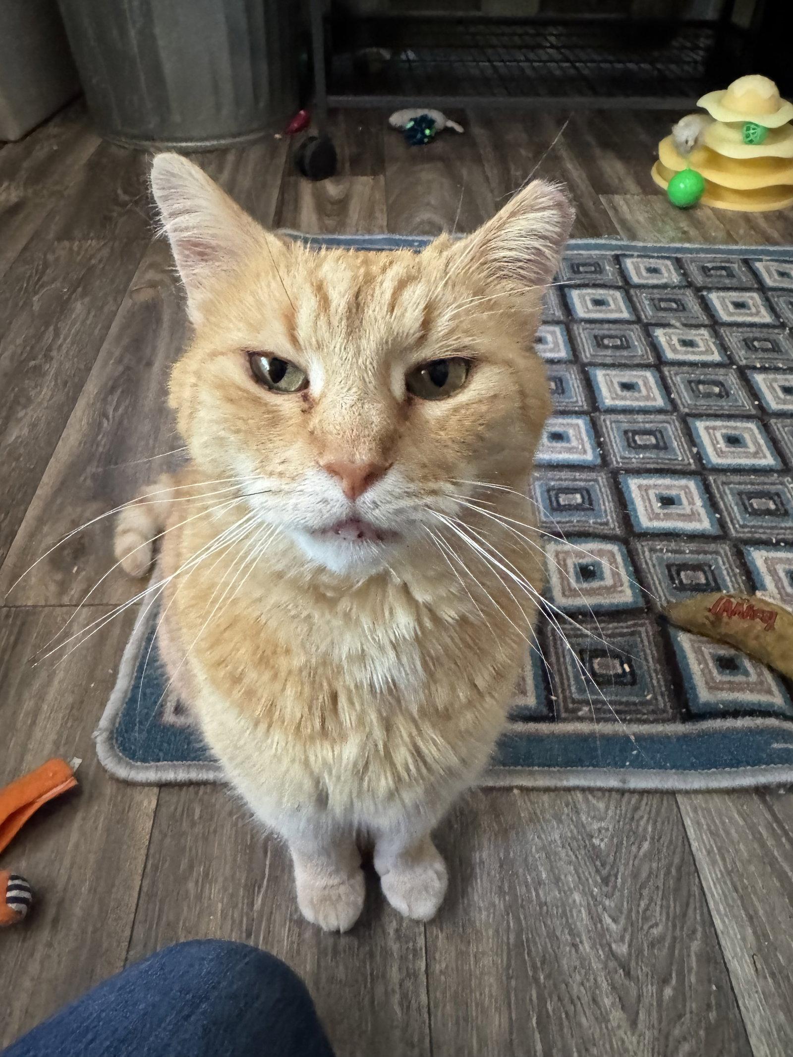 Enlarge Mouse, a Adoptable mixed breed in Ranson, WV image 1/1