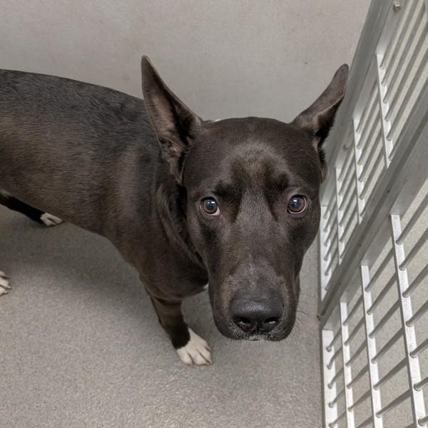 Travis, Adoptable, Adult Male German Shepherd Dog.
