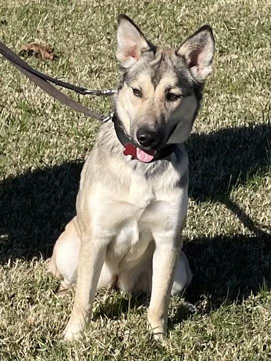 Bailey, ADOPTABLE, Young Female Husky & Shepherd.